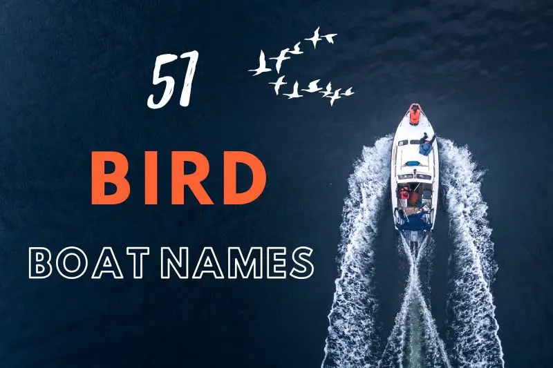 Bird Boat Names