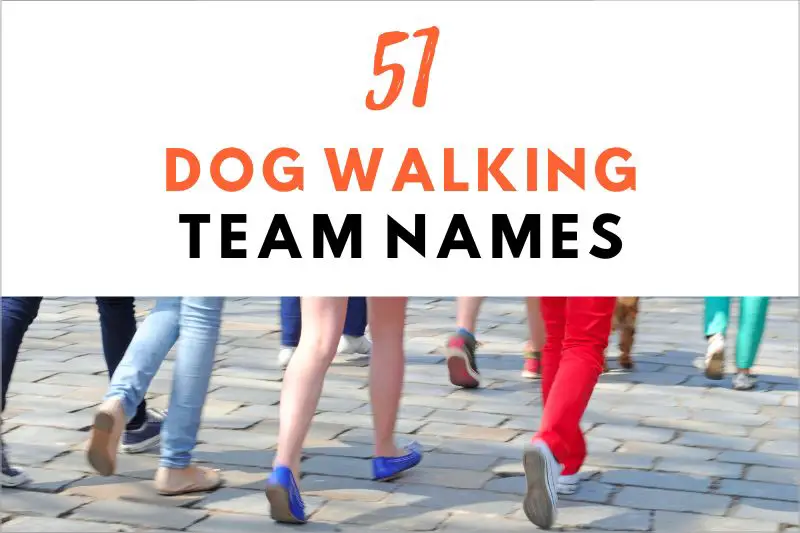 dog walking team names