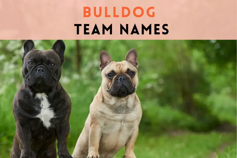 Bulldog Team Names