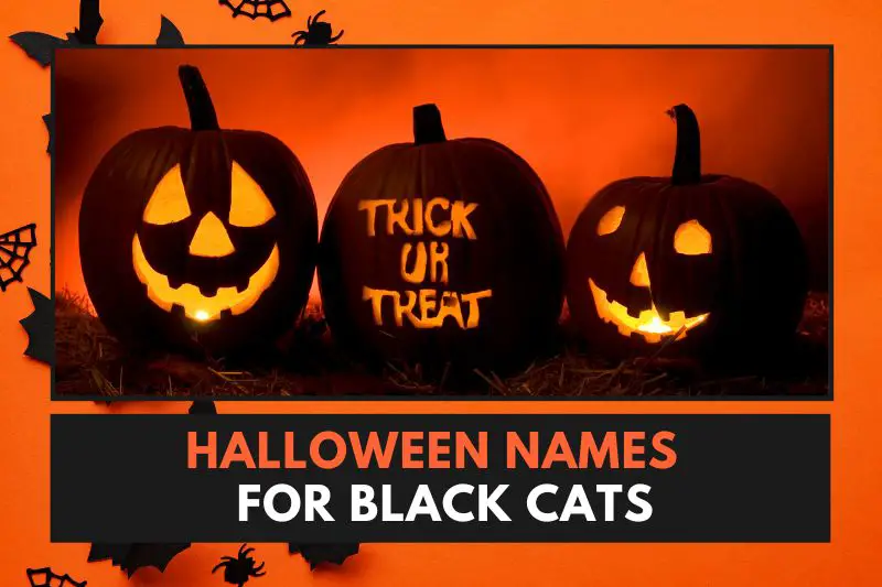 halloween names for black cats