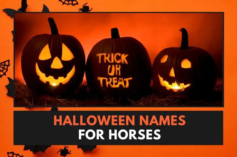 Halloween Names for Horses