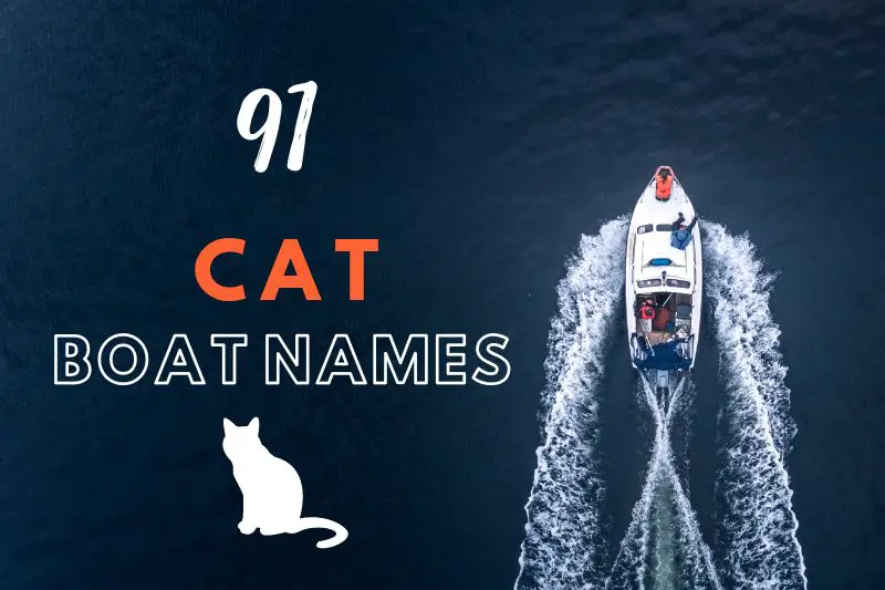 Cat Boat Names
