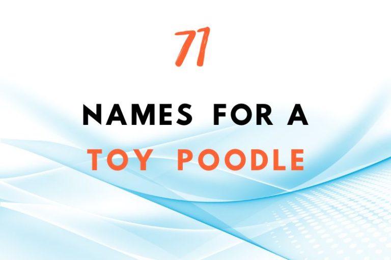 Names for a toy poodle