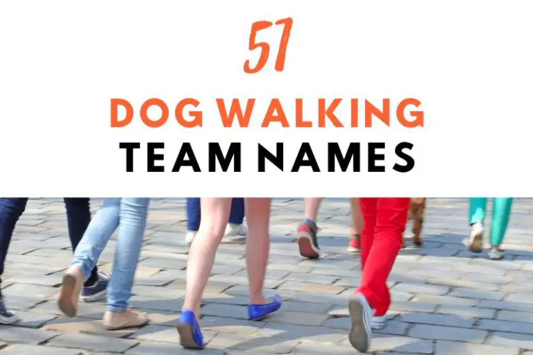 51 Creative Dog Walking Team Names to Inspire Your Squad!