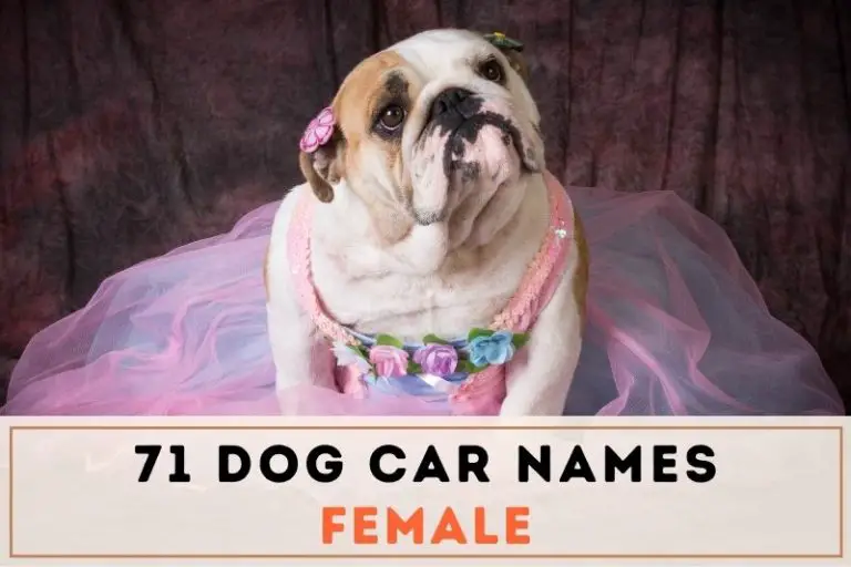 75 Creative Dog Car Names Female